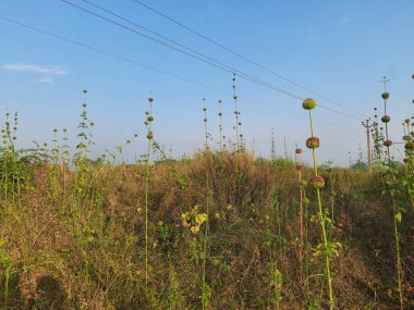 Saccharum Spontaneum Fabrikası. Diğer adları: Vahşi şeker kamışı ve Kans otu. Hindistan 'a özgü bir otlaktır. Uzun ömürlü bir ottur. Boyu üç metreye kadar çıkar..