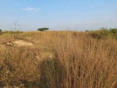 Saccharum Spontaneum Fabrikası. Diğer adları: Vahşi şeker kamışı ve Kans otu. Hindistan 'a özgü bir otlaktır. Uzun ömürlü bir ottur. Boyu üç metreye kadar çıkar..