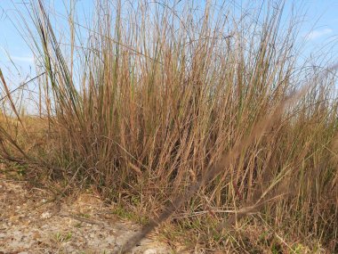 Saccharum Spontaneum Fabrikası. Diğer adları: Vahşi şeker kamışı ve Kans otu. Hindistan 'a özgü bir otlaktır. Uzun ömürlü bir ottur. Boyu üç metreye kadar çıkar..