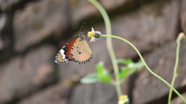 Danaus chrysippus kelebeği. Diğer adı Kaplan, Afrika kraliçesi ve Afrika hükümdarı. Orta büyüklükte bir kelebek türü olup, Asya, Avustralya ve Afrika 'da yaygındır. Kelebek çiçek suyu emiyor..