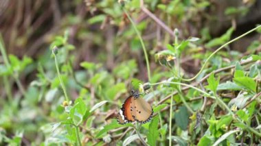 Danaus chrysippus kelebeği. Diğer adı Kaplan, Afrika kraliçesi ve Afrika hükümdarı. Orta büyüklükte bir kelebek türü olup, Asya, Avustralya ve Afrika 'da yaygındır. Kelebek çiçek suyu emiyor..