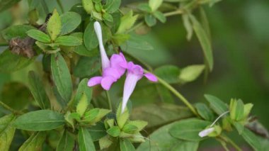 Barleria cristata çiçeği. Diğer adı Filipin menekşesi, BlueBell barleriaand armalı Filipin menekşesi. Bu, Acanthaceae familyasındaki bir tür.. 