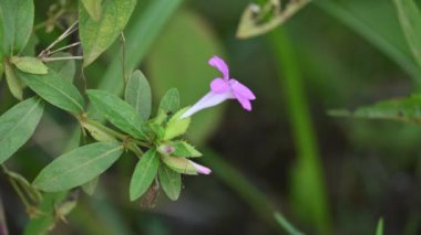 Barleria cristata çiçeği. Diğer adı Filipin menekşesi, BlueBell barleriaand armalı Filipin menekşesi. Bu, Acanthaceae familyasındaki bir tür.. 
