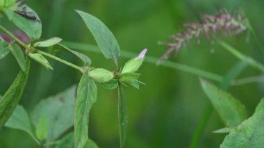 Barleria cristata çiçeği. Diğer adı Filipin menekşesi, BlueBell barleriaand armalı Filipin menekşesi. Bu, Acanthaceae familyasındaki bir tür.. 