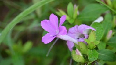 Barleria cristata çiçeği. Diğer adı Filipin menekşesi, BlueBell barleriaand armalı Filipin menekşesi. Bu, Acanthaceae familyasındaki bir tür.. 