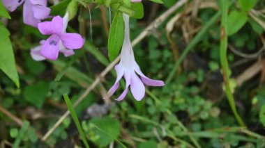 Barleria cristata çiçeği. Diğer adı Filipin menekşesi, BlueBell barleriaand armalı Filipin menekşesi. Bu, Acanthaceae familyasındaki bir tür.. 