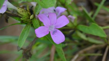 Barleria cristata çiçeği. Diğer adı Filipin menekşesi, BlueBell barleriaand armalı Filipin menekşesi. Bu, Acanthaceae familyasındaki bir tür.. 