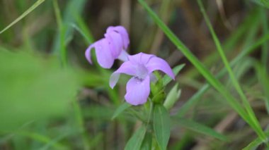 Barleria cristata çiçeği. Diğer adı Filipin menekşesi, BlueBell barleriaand armalı Filipin menekşesi. Bu, Acanthaceae familyasındaki bir tür.. 