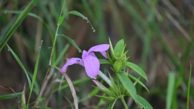 Barleria cristata çiçeği. Diğer adı Filipin menekşesi, BlueBell barleriaand armalı Filipin menekşesi. Bu, Acanthaceae familyasındaki bir tür.. 