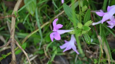Barleria cristata çiçeği. Diğer adı Filipin menekşesi, BlueBell barleriaand armalı Filipin menekşesi. Bu, Acanthaceae familyasındaki bir tür.. 