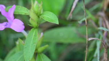 Barleria cristata çiçeği. Diğer adı Filipin menekşesi, BlueBell barleriaand armalı Filipin menekşesi. Bu, Acanthaceae familyasındaki bir tür.. 