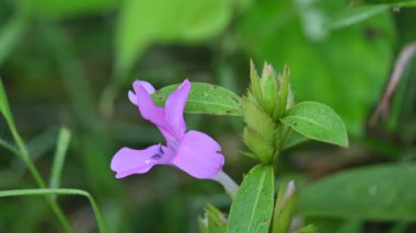 Barleria cristata çiçeği. Diğer adı Filipin menekşesi, BlueBell barleriaand armalı Filipin menekşesi. Bu, Acanthaceae familyasındaki bir tür.. 