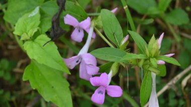 Barleria cristata çiçeği. Diğer adı Filipin menekşesi, BlueBell barleriaand armalı Filipin menekşesi. Bu, Acanthaceae familyasındaki bir tür.. 