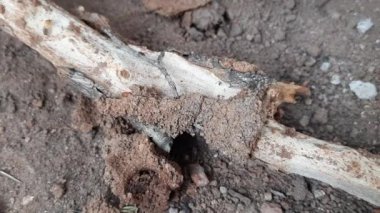 Kuru dalları yiyen termitler. Ağaç dalları binlerce termit, böcek ve larvaları tarafından istila edilmiş. Ağacı küçük deliklerle doldurmuşlar. Kuru odunların üzerinde termit yuvası. 