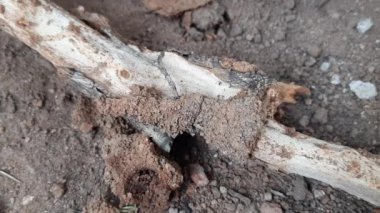 Kuru dalları yiyen termitler. Ağaç dalları binlerce termit, böcek ve larvaları tarafından istila edilmiş. Ağacı küçük deliklerle doldurmuşlar. Kuru odunların üzerinde termit yuvası. 