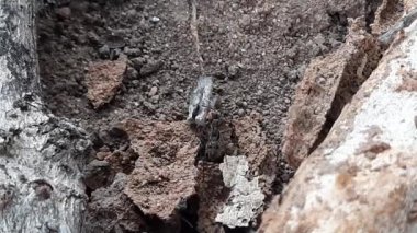 Karınca ve termitler arasında savaş. Karınca ve termit arasındaki dövüşte, termit kaybeder ve siyah karınca onu yiyecek yapar. Böceğin dövüşü.