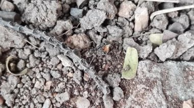 Karınca ve termitler arasında savaş. Karınca ve termit arasındaki dövüşte, termit kaybeder ve siyah karınca onu yiyecek yapar. Böceğin dövüşü.