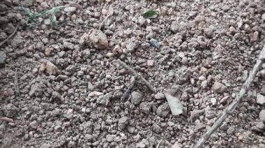 Karınca ve termitler arasında savaş. Karınca ve termit arasındaki dövüşte, termit kaybeder ve siyah karınca onu yiyecek yapar. Böceğin dövüşü.