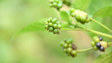 Lantana meyve eker. Verbenafamily, Verbenaceae 'de çiçek açan bir bitki. Cins, her iki baklava da içerir. Diğer isimleri çalılar verbenas, lantanas ve lantana camara.