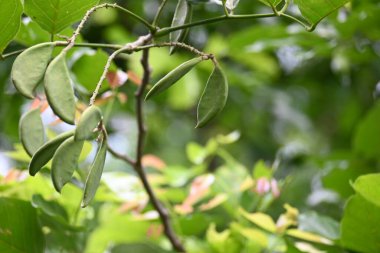 Millettia pinnata meyveleri. Fabaceae familyasından bir ağaç türü. Diğer adı Pongamiapinnata, Hint biechandPongame Petrol Ağacı. Petrol tohumlarından çıkarılır. Ayurvedic tıp.