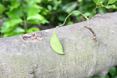 Millettia pinnata meyveleri. Fabaceae familyasından bir ağaç türü. Diğer adı Pongamiapinnata, Hint biechandPongame Petrol Ağacı. Petrol tohumlarından çıkarılır. Ayurvedic tıp.