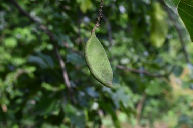 Millettia pinnata meyveleri. Fabaceae familyasından bir ağaç türü. Diğer adı Pongamiapinnata, Hint biechandPongame Petrol Ağacı. Petrol tohumlarından çıkarılır. Ayurvedic tıp.