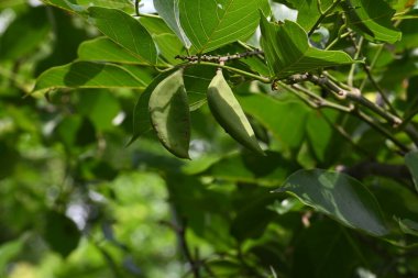 Millettia pinnata meyveleri. Fabaceae familyasından bir ağaç türü. Diğer adı Pongamiapinnata, Hint biechandPongame Petrol Ağacı. Petrol tohumlarından çıkarılır. Ayurvedic tıp.