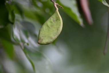 Millettia pinnata meyveleri. Fabaceae familyasından bir ağaç türü. Diğer adı Pongamiapinnata, Hint biechandPongame Petrol Ağacı. Petrol tohumlarından çıkarılır. Ayurvedic tıp.
