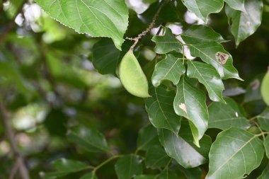 Millettia pinnata meyveleri. Fabaceae familyasından bir ağaç türü. Diğer adı Pongamiapinnata, Hint biechandPongame Petrol Ağacı. Petrol tohumlarından çıkarılır. Ayurvedic tıp.