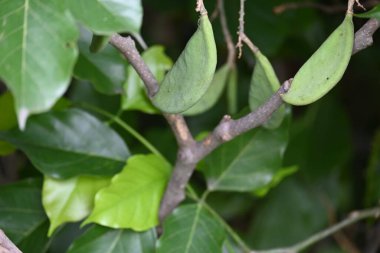 Millettia pinnata meyveleri. Fabaceae familyasından bir ağaç türü. Diğer adı Pongamiapinnata, Hint biechandPongame Petrol Ağacı. Petrol tohumlarından çıkarılır. Ayurvedic tıp.
