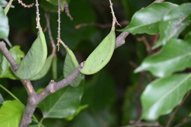 Millettia pinnata meyveleri. Fabaceae familyasından bir ağaç türü. Diğer adı Pongamiapinnata, Hint biechandPongame Petrol Ağacı. Petrol tohumlarından çıkarılır. Ayurvedic tıp.