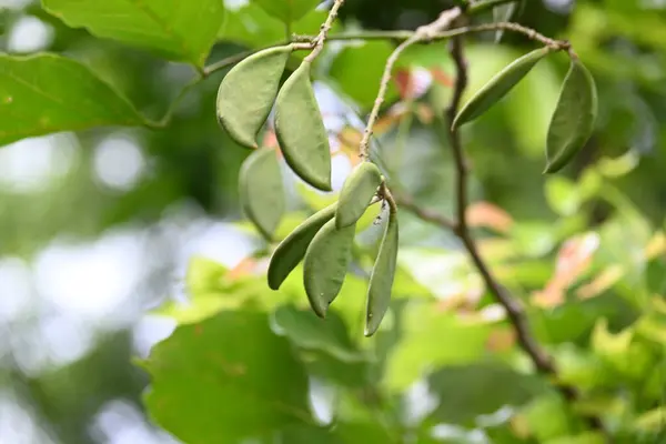 Millettia pinnata meyveleri. Fabaceae familyasından bir ağaç türü. Diğer adı Pongamiapinnata, Hint biechandPongame Petrol Ağacı. Petrol tohumlarından çıkarılır. Ayurvedic tıp.