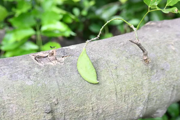 Millettia pinnata meyveleri. Fabaceae familyasından bir ağaç türü. Diğer adı Pongamiapinnata, Hint biechandPongame Petrol Ağacı. Petrol tohumlarından çıkarılır. Ayurvedic tıp.