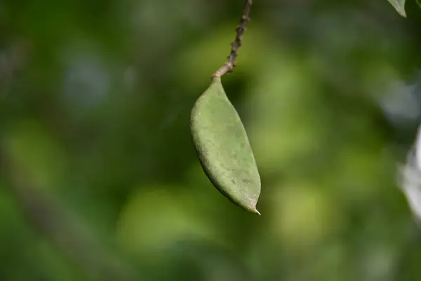 Millettia pinnata meyveleri. Fabaceae familyasından bir ağaç türü. Diğer adı Pongamiapinnata, Hint biechandPongame Petrol Ağacı. Petrol tohumlarından çıkarılır. Ayurvedic tıp.