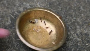 Pirinç kaptaki karıncalar. Bu karıncalar pirinç kasesinde kalan tatlıyı yiyorlar. Bu karıncalar nerede tatlı bir şey bulurlarsa, onu büyük bir zevkle yerler. Yemek yiyen böcekler ya da karıncalar. 