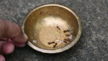 Pirinç kaptaki karıncalar. Bu karıncalar pirinç kasesinde kalan tatlıyı yiyorlar. Bu karıncalar nerede tatlı bir şey bulurlarsa, onu büyük bir zevkle yerler. Yemek yiyen böcekler ya da karıncalar. 