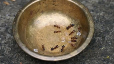 Pirinç kaptaki karıncalar. Bu karıncalar pirinç kasesinde kalan tatlıyı yiyorlar. Bu karıncalar nerede tatlı bir şey bulurlarsa, onu büyük bir zevkle yerler. Yemek yiyen böcekler ya da karıncalar. 