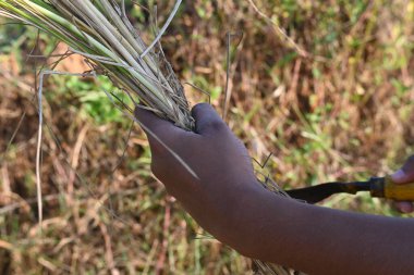 Hintli çiftçi bir orakla pirinç bitkileri kesiyor. Hintli çiftçilerin eli. Çiftçilerin çeltik tarlaları tırtıklı orak kullanıyor. Tarım faaliyeti. Hasat zamanı pirinç yetiştiriciliği.