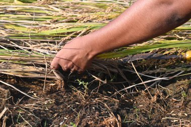 Indian farmer cutting rice plants with a sickle. Hand of indian farmers. Farmers paddy harvesting using a serrated sickle. Agriculture activity. Rice farming at harvest time. clipart