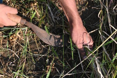 Hintli çiftçi bir orakla pirinç bitkileri kesiyor. Hintli çiftçilerin eli. Çiftçilerin çeltik tarlaları tırtıklı orak kullanıyor. Tarım faaliyeti. Hasat zamanı pirinç yetiştiriciliği.