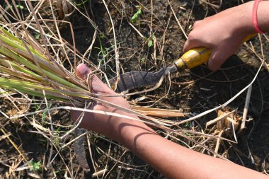 Indian farmer cutting rice plants with a sickle. Hand of indian farmers. Farmers paddy harvesting using a serrated sickle. Agriculture activity. Rice farming at harvest time. clipart