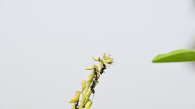 Sarı çiçek bitkisindeki karıncalar. Resim, üzerinde sarı çiçekler ve sürünen bir karınca kümesinin olduğu bir bitkiyi gösteriyor. Arka plan bulanık, dikkatleri bitki ve böceklere odaklıyor..