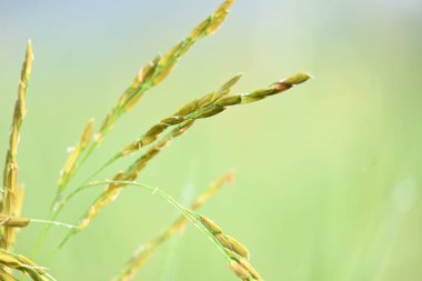 Pilav kulakları ve yeşil bulanık arka plan. Altın çeltik pilavı kulağı. Bitkilerle büyüyen olgun altın yeşili çeltik tanecikleri yakın çekim. Hindistan 'da pirinç tarlası. Pirinç ya da çeltik tarımı.