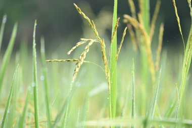 Pilav kulakları ve yeşil bulanık arka plan. Altın çeltik pilavı kulağı. Bitkilerle büyüyen olgun altın yeşili çeltik tanecikleri yakın çekim. Hindistan 'da pirinç tarlası. Pirinç ya da çeltik tarımı.