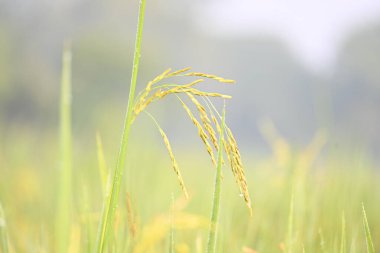 Pilav kulakları ve yeşil bulanık arka plan. Altın çeltik pilavı kulağı. Bitkilerle büyüyen olgun altın yeşili çeltik tanecikleri yakın çekim. Hindistan 'da pirinç tarlası. Pirinç ya da çeltik tarımı.