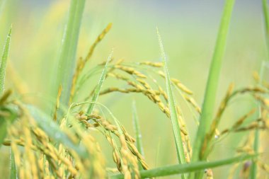 Pilav kulakları ve yeşil bulanık arka plan. Altın çeltik pilavı kulağı. Bitkilerle büyüyen olgun altın yeşili çeltik tanecikleri yakın çekim. Hindistan 'da pirinç tarlası. Pirinç ya da çeltik tarımı.