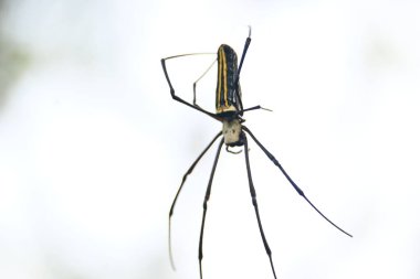 Nephila pilipes spider. Its other names golden orb weaver and giant golden orb weaver. This is a species ofgolden orb web spider. A big spider on its web in the forest. clipart