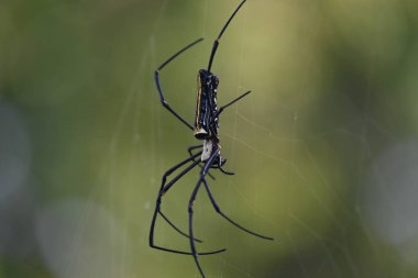 Nefila pilipes örümceği. Diğer adları Altın Küre Dokumacı ve Dev Altın Küre Dokumacı. Bu bir altın küre ağ örümceği türüdür. Ormandaki ağında büyük bir örümcek.