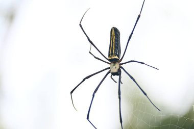 Nefila pilipes örümceği. Diğer adları Altın Küre Dokumacı ve Dev Altın Küre Dokumacı. Bu bir altın küre ağ örümceği türüdür. Ormandaki ağında büyük bir örümcek.