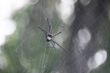 Nefila pilipes örümceği. Diğer adları Altın Küre Dokumacı ve Dev Altın Küre Dokumacı. Bu bir altın küre ağ örümceği türüdür. Ormandaki ağında büyük bir örümcek.